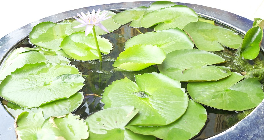 Auspicious Lily Pads